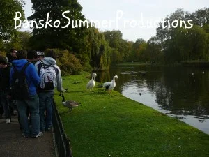 The ducks of Mission London