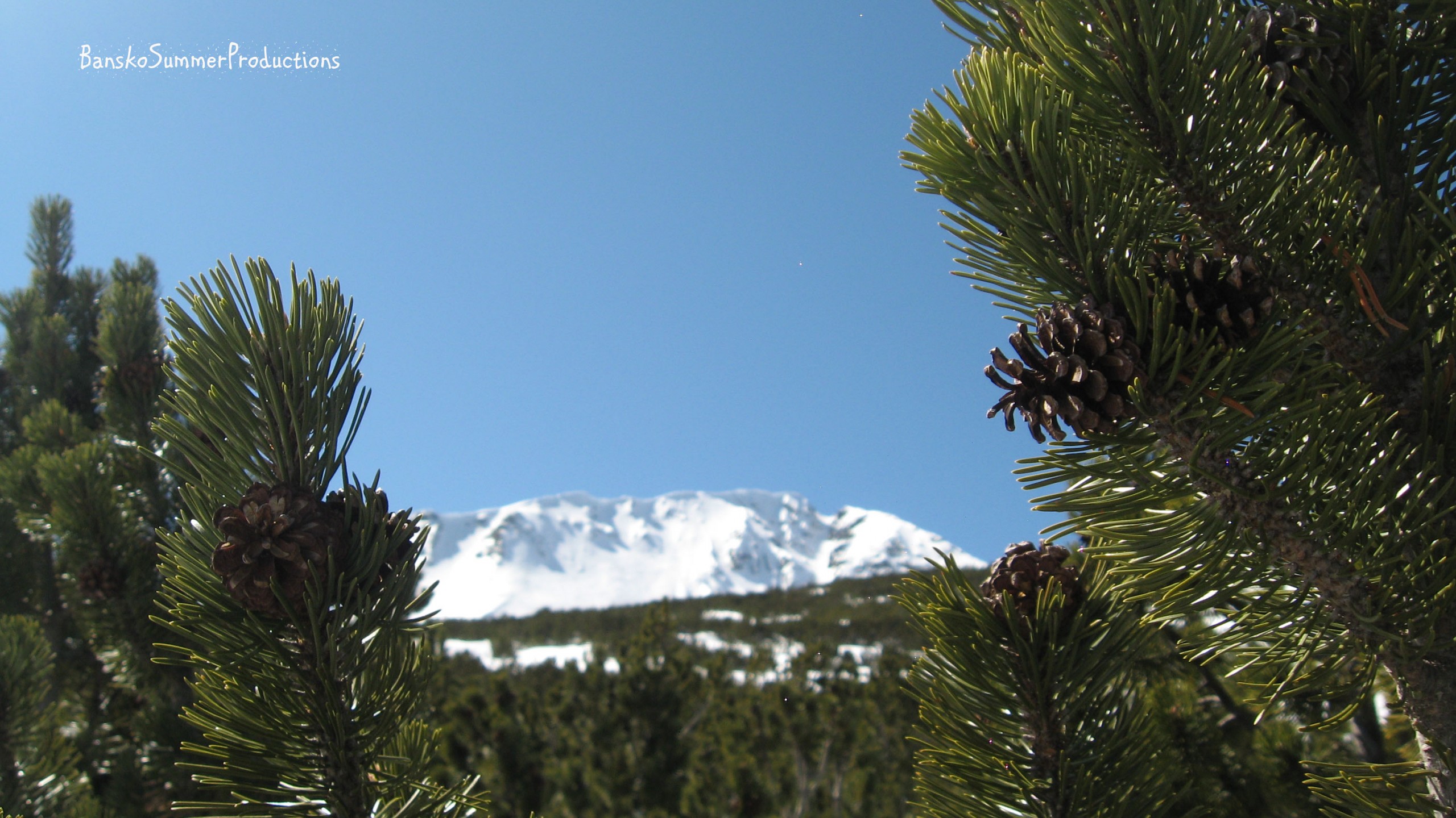Pine trees